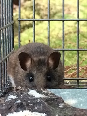 Peromyscus keeni