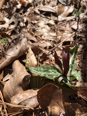 Trillium underwoodii