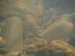 Campostoma oligolepis