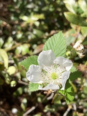 Rubus cuneifolius