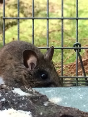 Peromyscus keeni