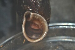 Macrogastra attenuata