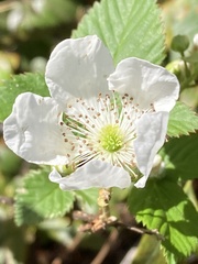 Rubus cuneifolius
