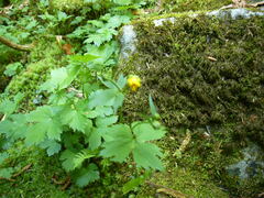Ranunculus lanuginosus