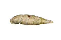 Macrogastra attenuata