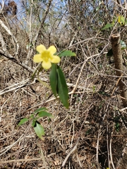 Gelsemium sempervirens