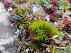 Flexitrichum flexicaule