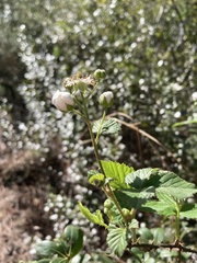 Rubus cuneifolius