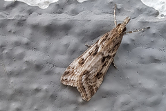 Eudonia angustea