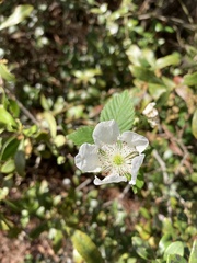 Rubus cuneifolius