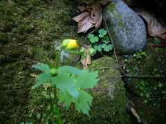 Ranunculus lanuginosus