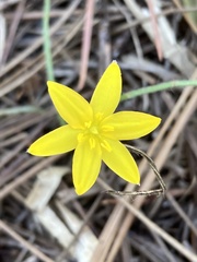 Hypoxis juncea