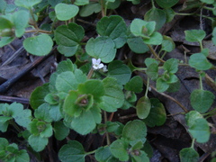 Veronica hederifolia