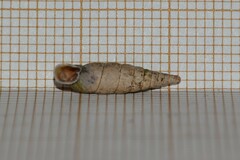 Macrogastra attenuata