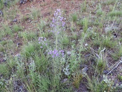 Vernonanthura nudiflora