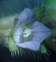 Veronica hederifolia