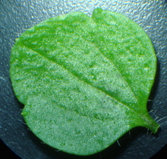 Veronica hederifolia