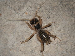 Ammopelmatus pictus