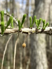 Dendrophylax porrectus