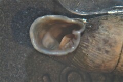 Macrogastra attenuata