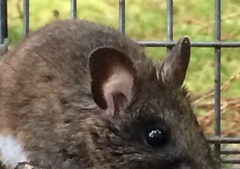 Peromyscus keeni