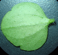 Veronica hederifolia