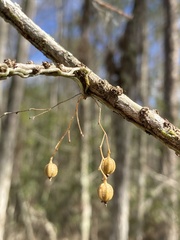 Dendrophylax porrectus