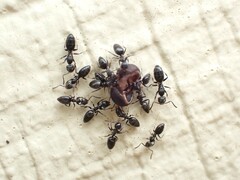 Technomyrmex jocosus