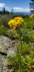 Senecio integerrimus