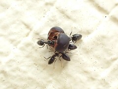 Technomyrmex jocosus