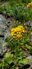 Senecio integerrimus