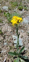 Senecio integerrimus
