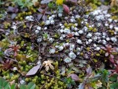 Mannia fragrans