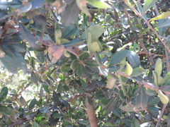 Spiniluma oxyacantha