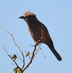 Coracias naevius mosambicus