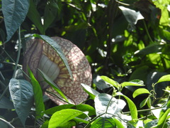 Aristolochia grandiflora image