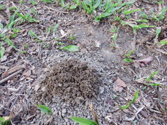 Cryptotympana atrata