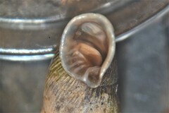 Macrogastra attenuata