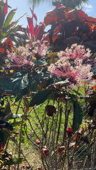 Clerodendrum quadriloculare