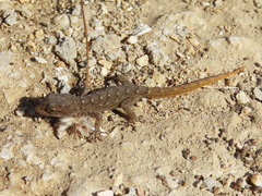 Mediodactylus oertzeni