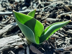 Lilieae