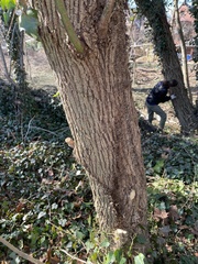 Liriodendron tulipifera