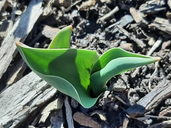 Lilieae