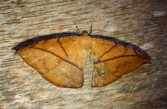 Oxydia trychiata
