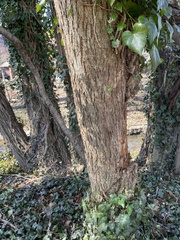 Liriodendron tulipifera
