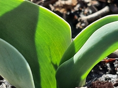 Lilieae