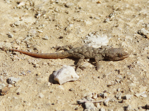 Mediterranean Thin-toed gecko, Mediodactylus oertzeni