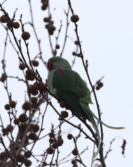 Psittacula eupatria
