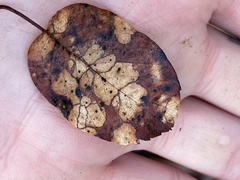 Coccomyces dentatus