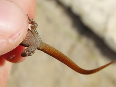 Mediodactylus oertzeni